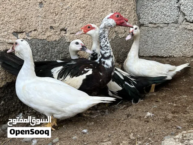 بط مصري البيع جمله  العدد10 حبه الموقع شناص
