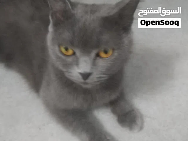 هيا نشيطة و تحب لعب كثير و نظيفة جدا و تأكل جيد و كل اشي جيد