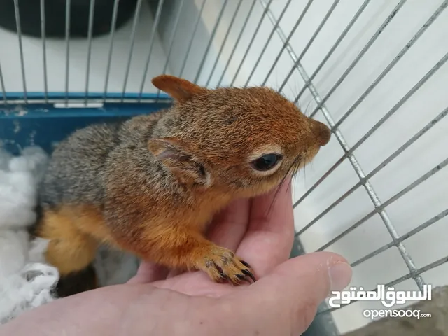 للبيع اليفة ونشطة وسهلة التربية عمر 7-6 اشهر بالصلاة على النبي لعشاق الحيوانات المميزة