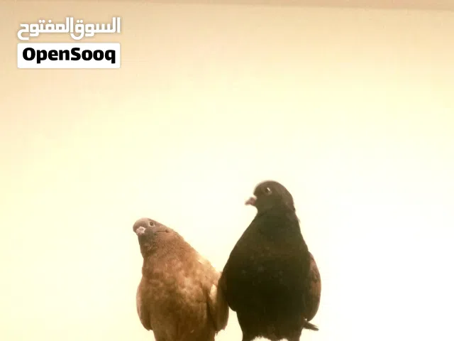 حمام ميني درجة أولى عز ما تكسب