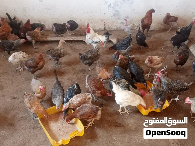 دجاج للبيع سعر 40دينار