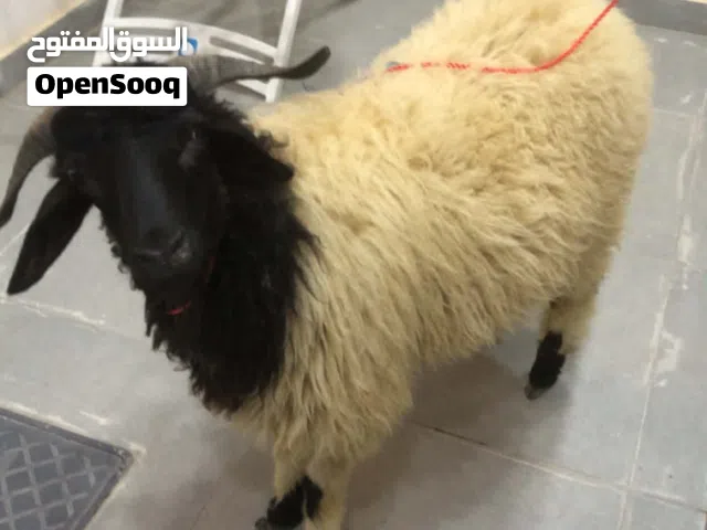 ثني للبيع ربي يبارك