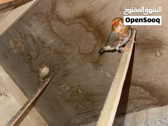 متاح زوج.  هاف اورنج بنات فول. صبقه ماشالله مثل ماواضح حجم سوبر جانبو