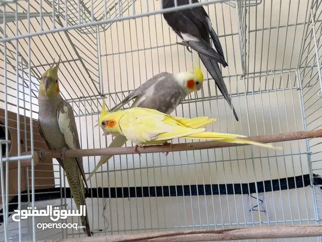 زوجين كوكتيل زوج جاهز والثاني يدخل الصندوق والإنتاج قريب ان شاءالله