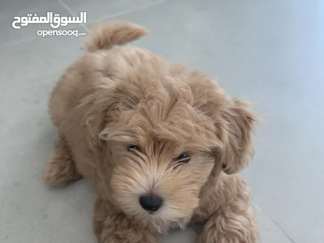 Maltipoo Dog