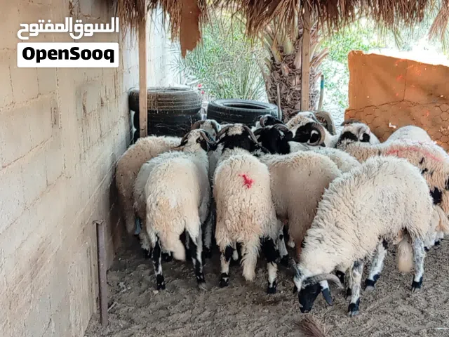 أغنام للبيع العمر 10 أشهر سعر البيع 3000