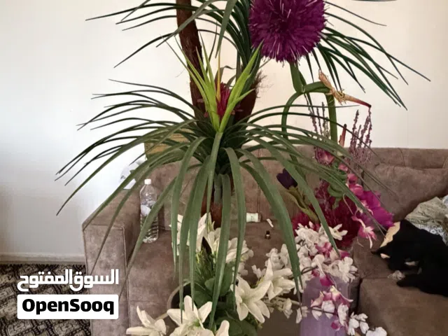 Indoor Flower