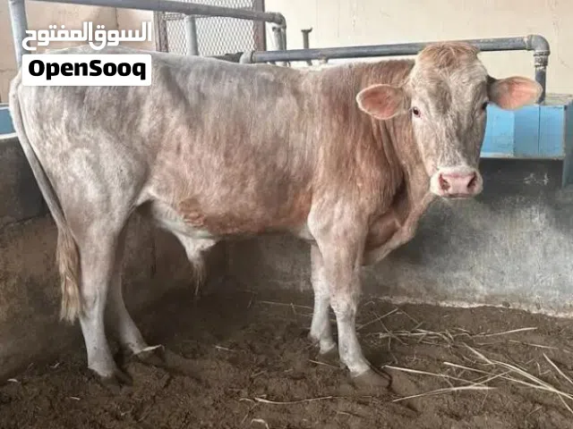 عجل دنمركي فحل