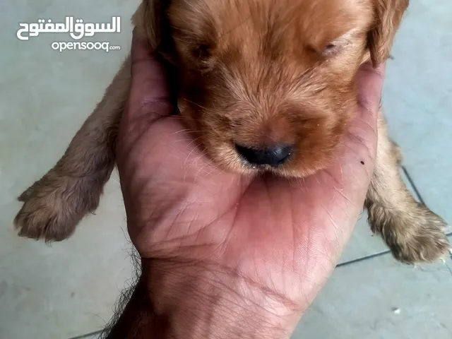 golden retriever