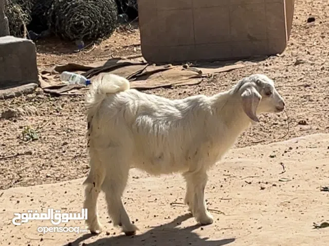 ماعز القزم صغير اللون ابيض و حنون والسعر 2500