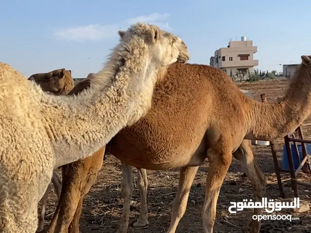 بسم الله الرحمن الرحيم موجود اضاحي نياق واجمال