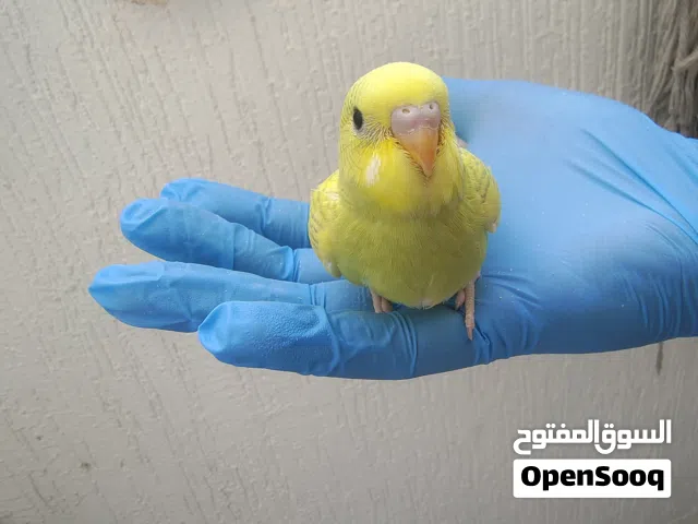 Budgies Chick-1 month old- tame self eating