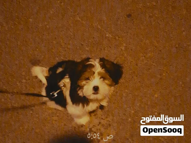 كلب شيتزو بعمر 3 شهور يوجد مع كرت تطعيم