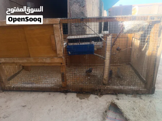 للبيع بارتيين عصافير زيبره ذكريين وانثيه للبيع بأعلي سعر مكان بنغازي حي سلام
