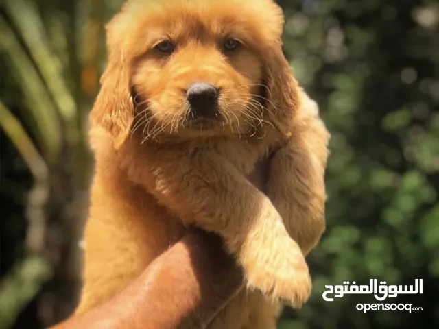 Dogs for Sale : Puppies for Adoption in Jordan : Buy with Best Prices