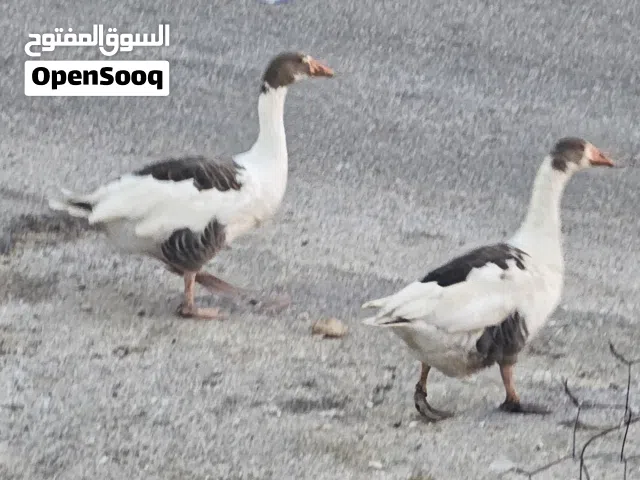 ثلاثة إوزّات  وذكر  شغالات 100%مكفولات قطفين كل سنة تبارك الرحمن ادفع بحق الله وشيلهم