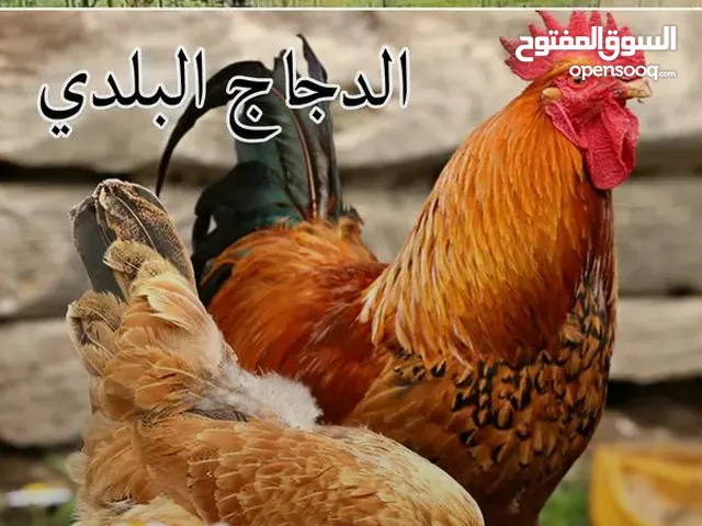 بائع دجاج مدبوح ولحوم البيضاء