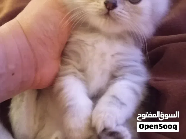 Scottish Fold cat with Shirley