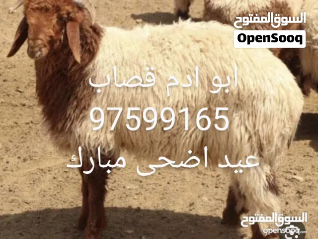 ابو ادم قصاب لذبح وتقصيص الذبائح