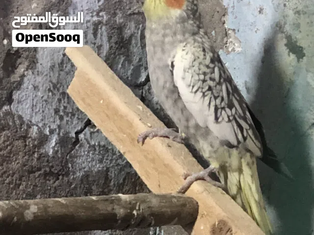 طيور كوكتيل اقرة الوصف