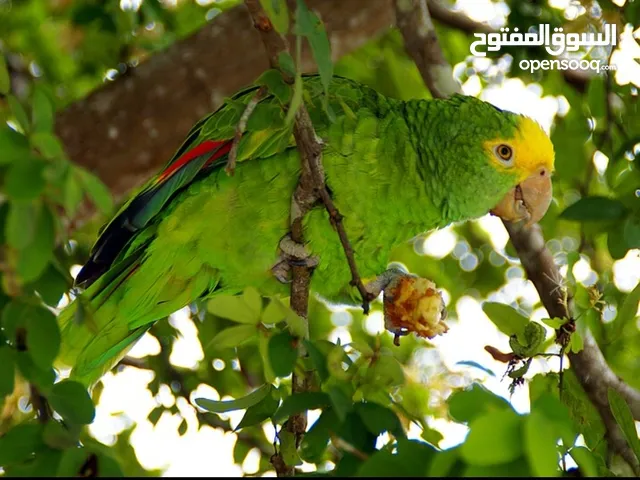 ببغاء امازون (التاج الاصفر) Yellow-fronted parrot