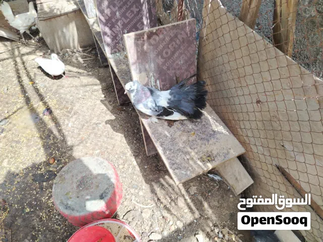 حمام في القابل لي البيع وبط انواع