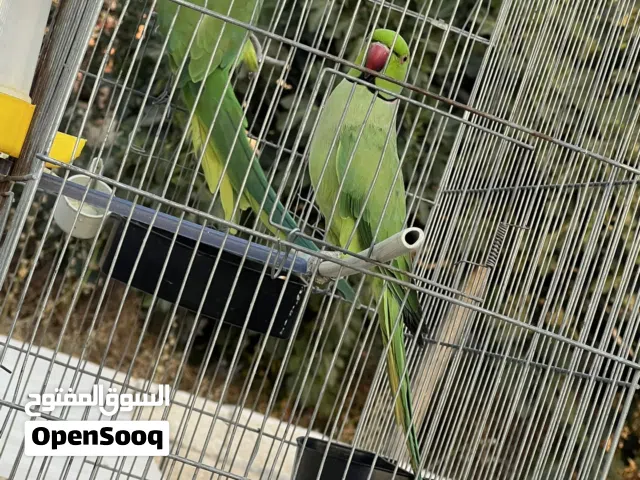 جوز ببغاء دره ذكر متكلم والطيره اليفه مع قفص