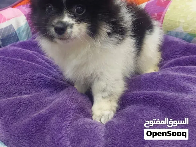بومرينيان متوفر ذكر و انثى حجم ميني صغير شعر كثيف عمر شهرين مع الجواز و تطعيمات مطلوب 4500 للواحد