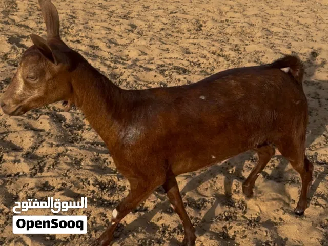 شاة صلاليه بيور للبيع تصلح ذبيحه السن جذع
