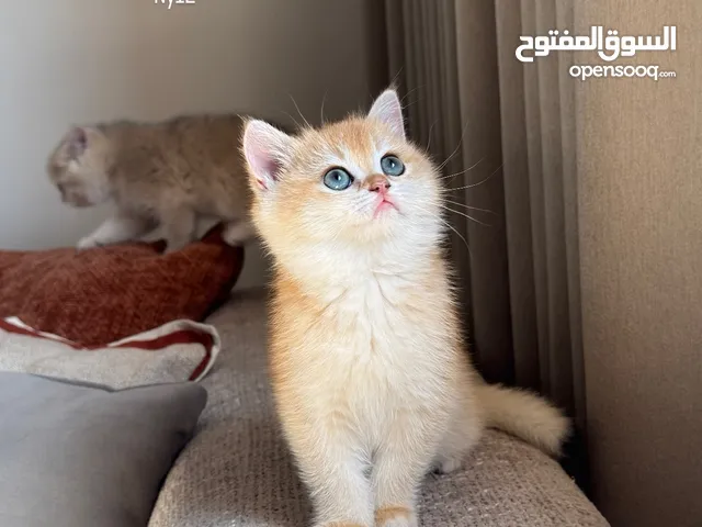 بريتش بيور ( أنثى ) مستوى بطل ( للبيع ) الحق على الزين تبارك الله