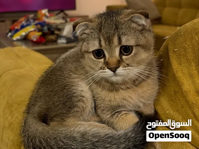 ذكر سكوتش فولد
