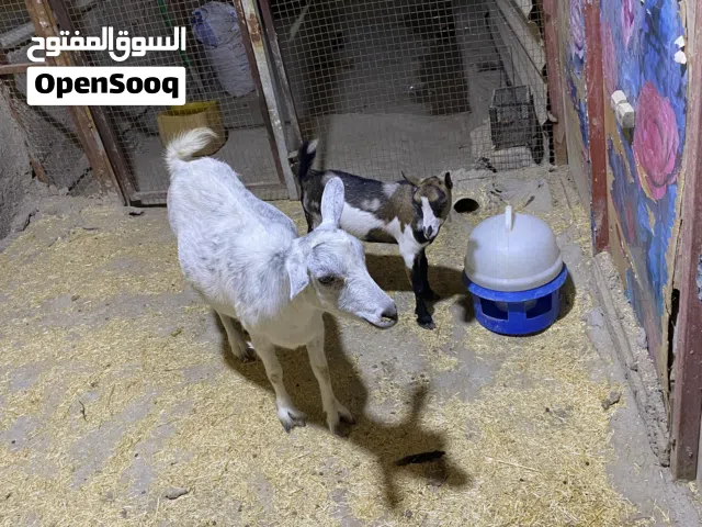 السلام عليكم صخله مكس اصليه حامل اقل اسبوع وتجيب وياها فحل بلجيكي اصلي عمره 4 اشهر ونص