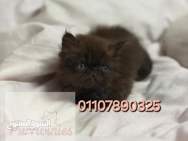 قط زورار شوكولاتة نادر للبيع – أصول مستوردة