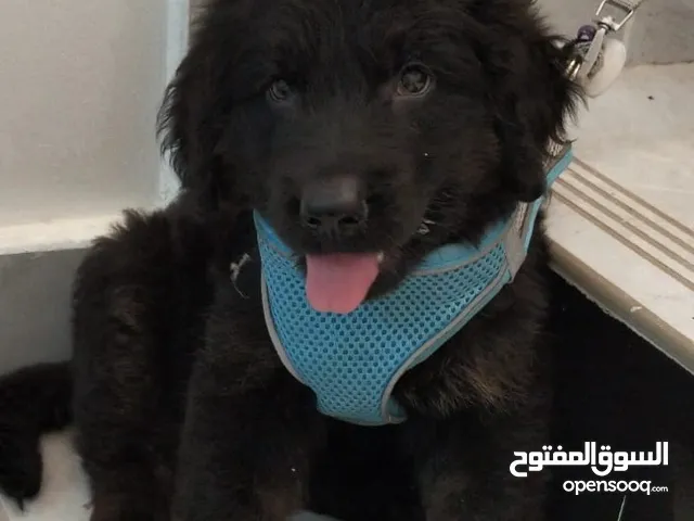 BLACK RETRIEVER PUPPY