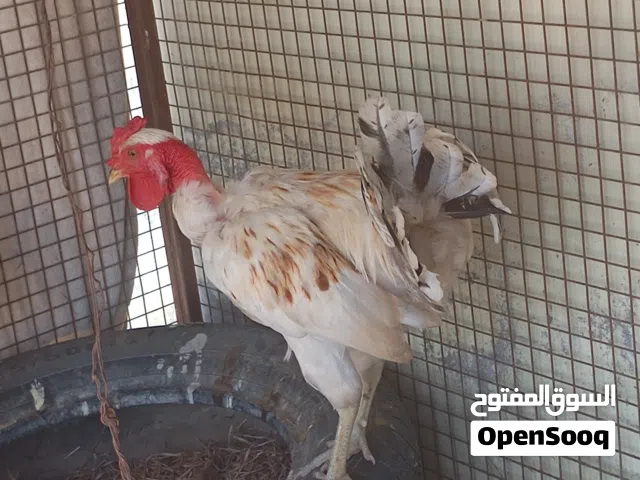 ماشاءالله ديك للبيع