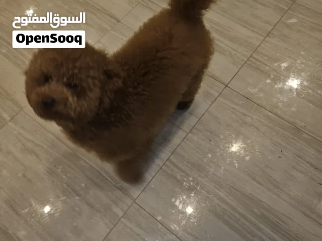 Poodle كلب للبيع
