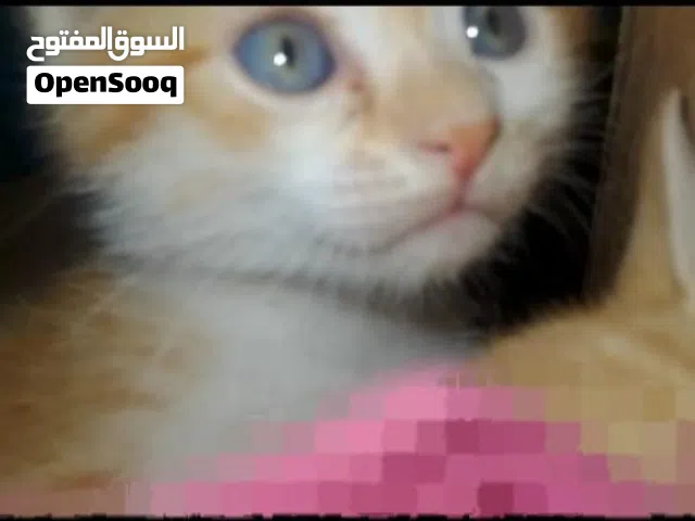 قطط صغار انثى وذكر للتبني