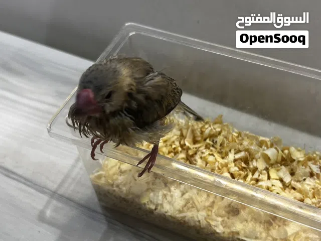 للبيع جاوا نهايه عس ربوه