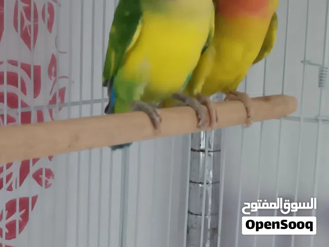 زوج لوفبيرد منتج