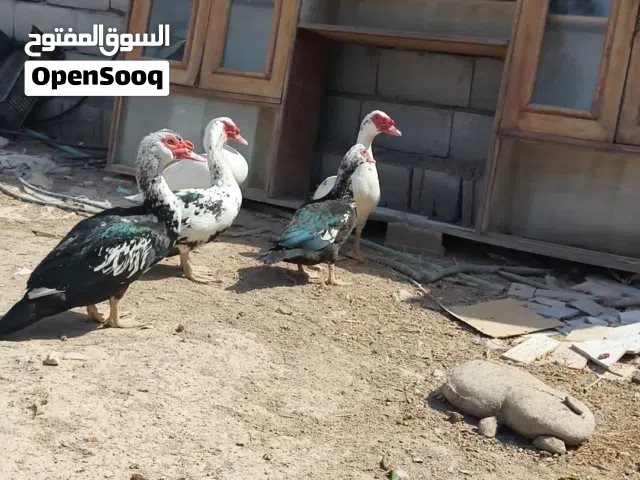 بش مصري للبيع العدد9 شرط الصحة و البيض رادهن 100
