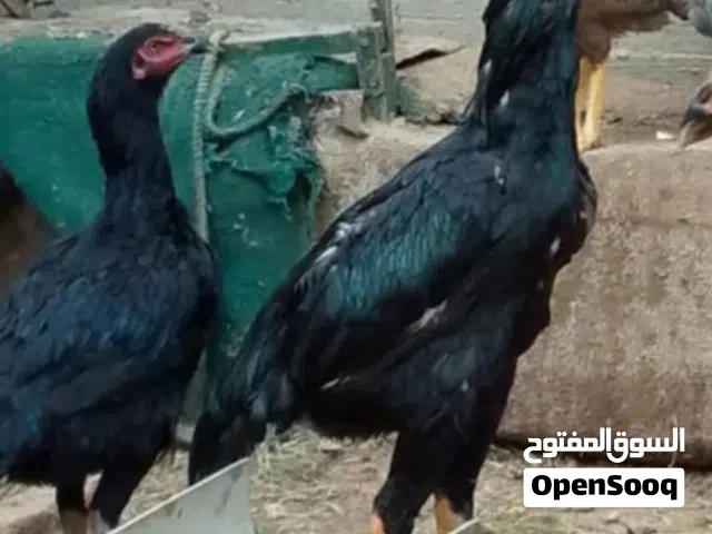 ثلاث طقوم باكستاني