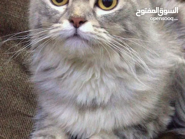 بزون هجين هملايا عمرة 8 اشهر