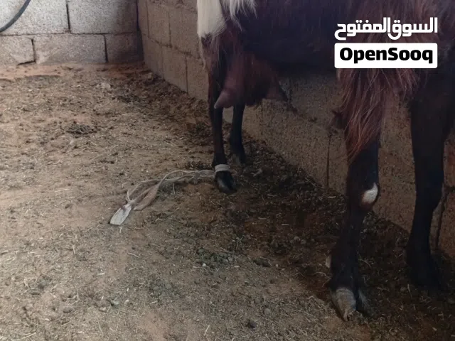 عنز حليب تحدها جدي محدها