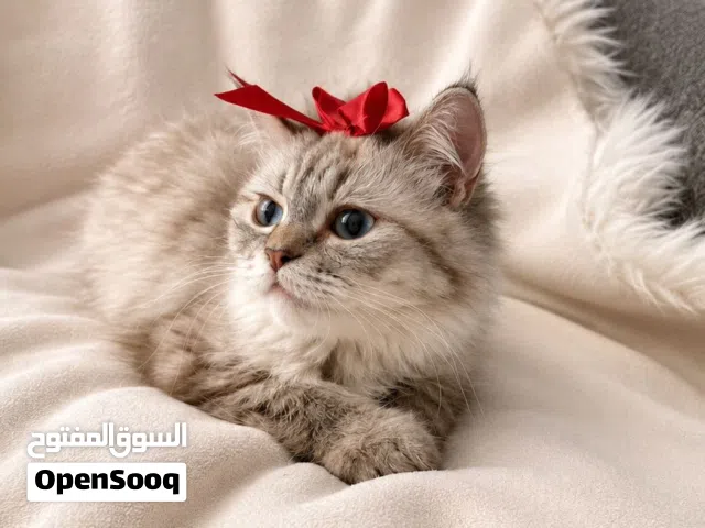 (Urgent عاجل) British Short Hair for Adoption (Blue Eye) - بريتش شورت هير عيون زرق للتبني