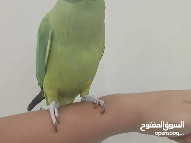 بغبغاء متوه للبيع اليف بثلاثين دينار وقابل للتفاوض