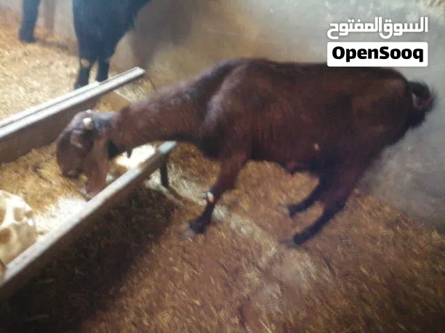 حلال للبيع...