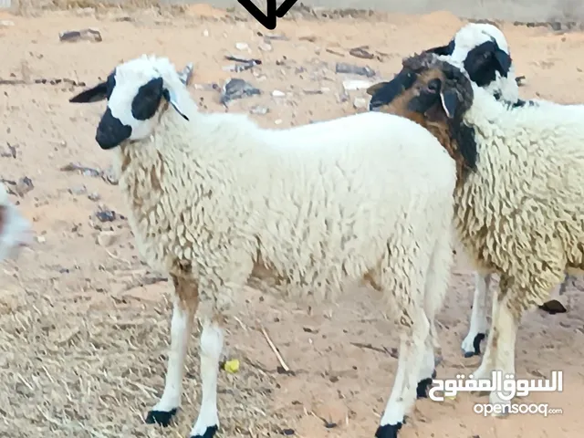 أغنام الدمان المغربية سلالة أمانة الزراعة