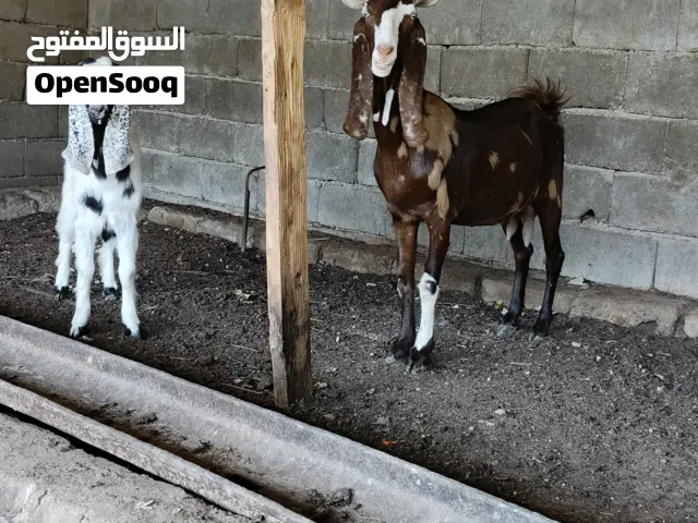 صخلة أفغانية مطفل أول بطن