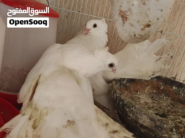 حمام كرينقو