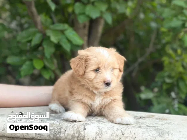 Multipoo Dog